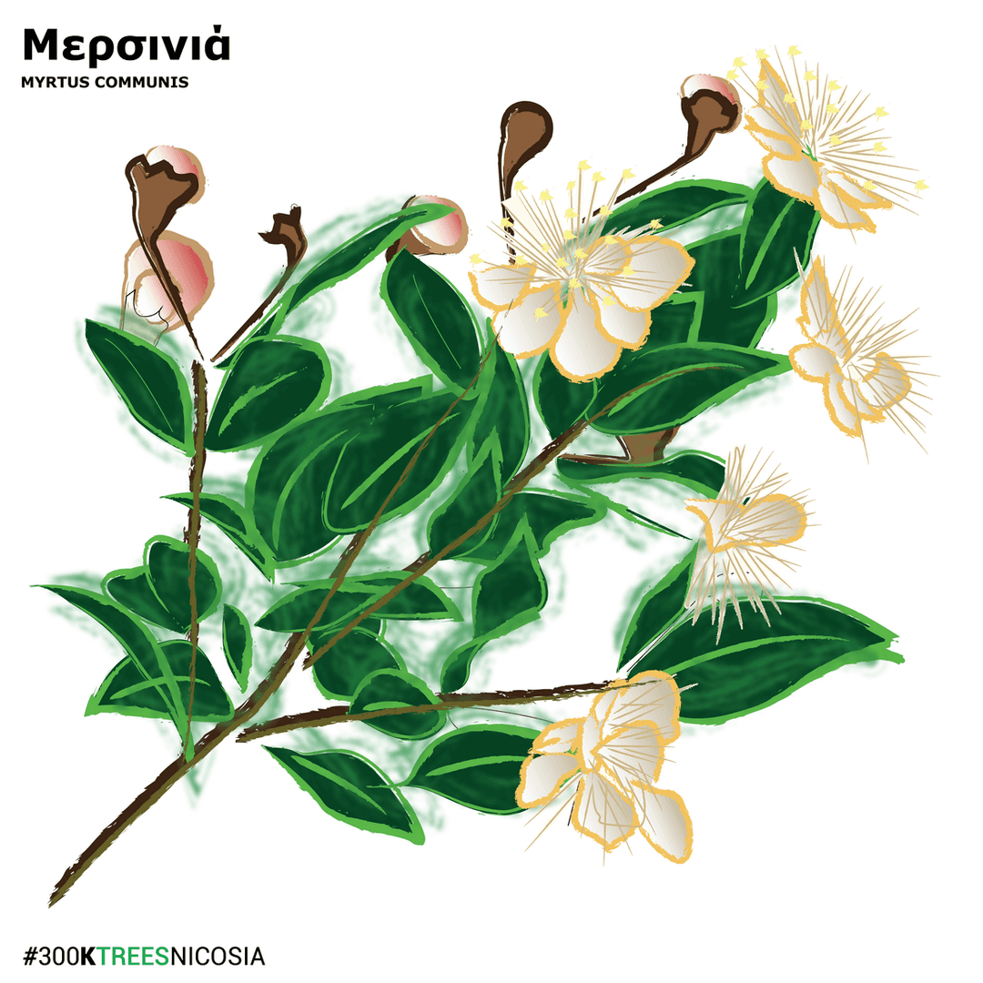 Myrtus Communis