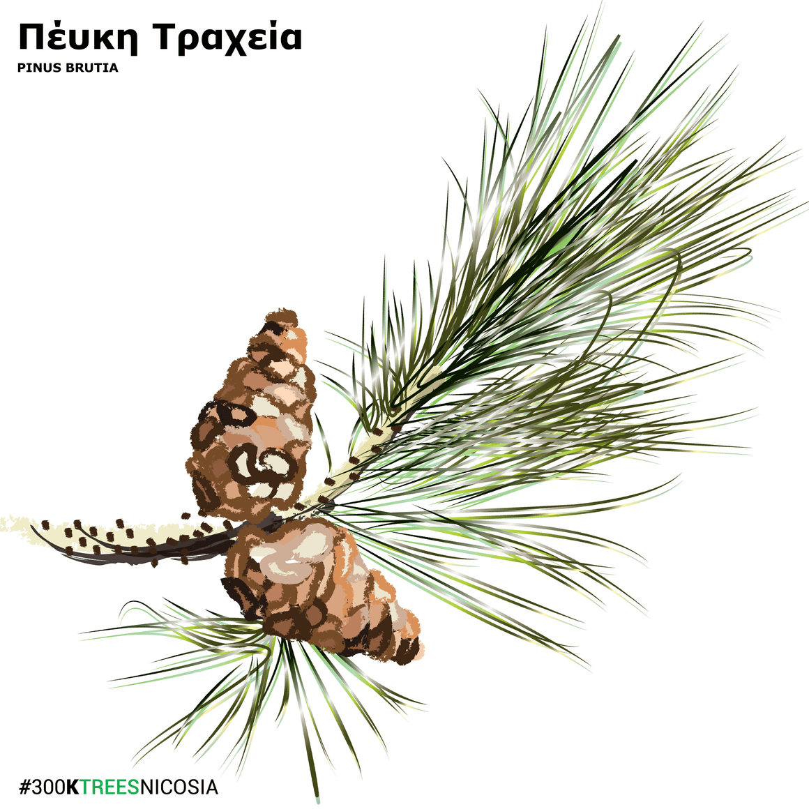 Pinus Brutia