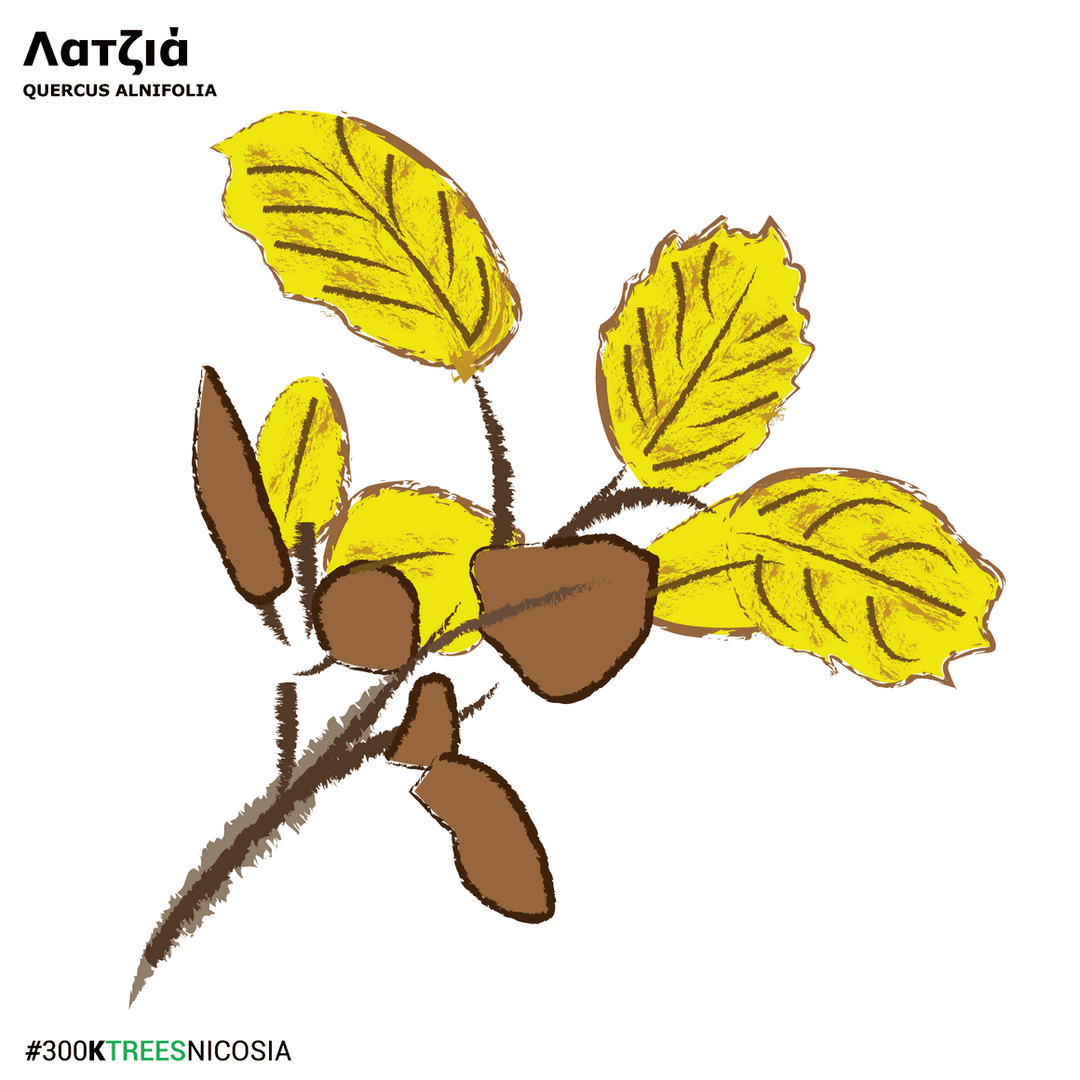 Quercus Alnifolia